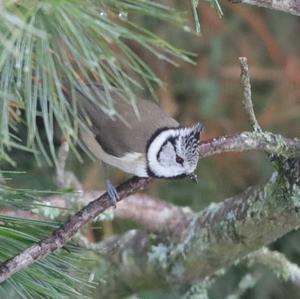 Crested Tit