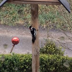 Great Spotted Woodpecker