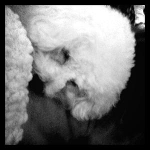 Bichon Frise