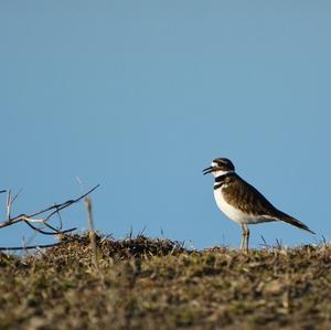 Killdeer