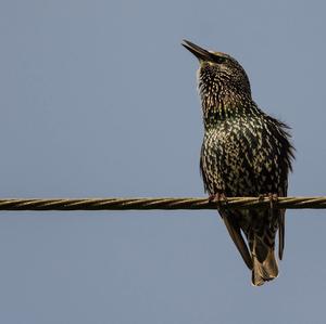 Common Starling