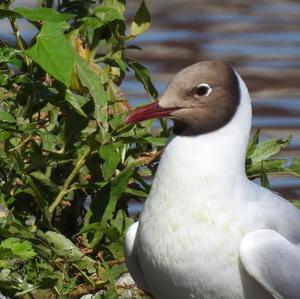 Black-headed Gull