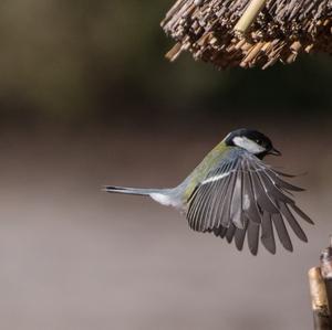 Blue Tit