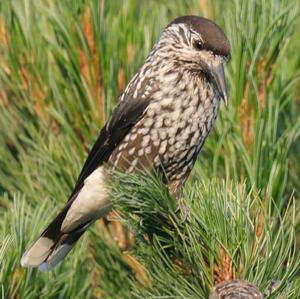 Spotted Nutcracker