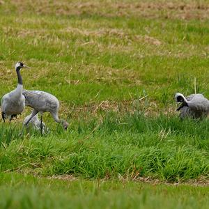 Common Crane