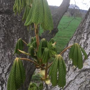 Horse-chestnut