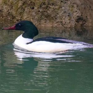 Common Merganser