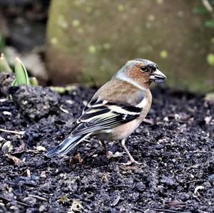 Eurasian Chaffinch