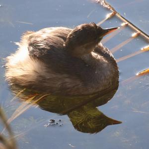 Little Grebe