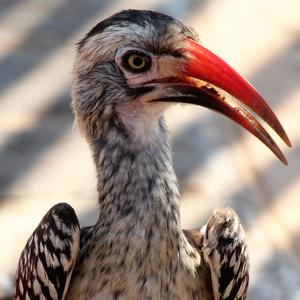 Red-billed Hornbill