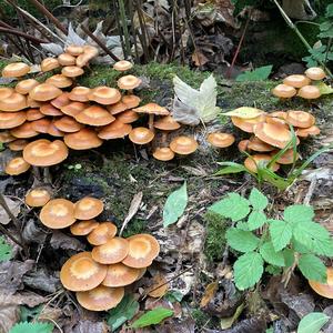 Golden False Pholiota