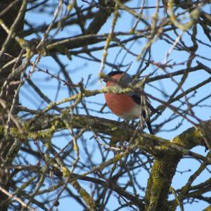 Eurasian Bullfinch