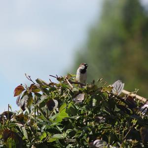 Haussperling