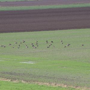 Greater White-fronted Goose