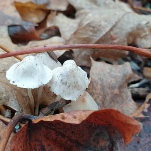 Unknown Species