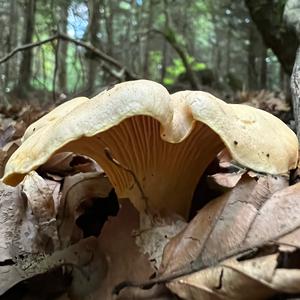 Chanterelle, Common