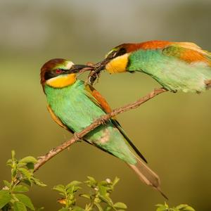 European Bee-eater