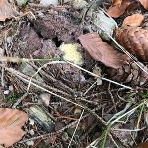 Fly Agaric