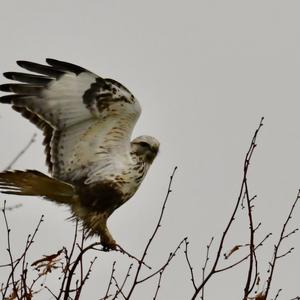 Rough-legged Hawk