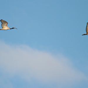 African Sacred Ibis