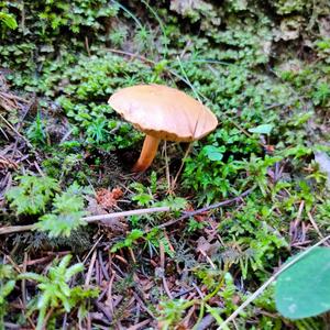 Peppery Bolete