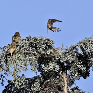 European Greenfinch