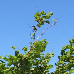 European stonechat