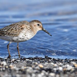 Dunlin