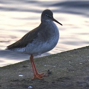 Common Redshank