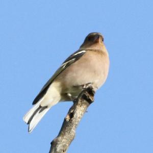 Eurasian Chaffinch