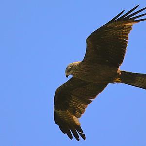 Red Kite