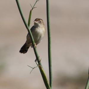 Zitting Cisticola