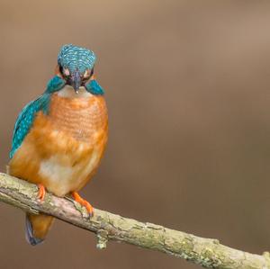 Eisvogel