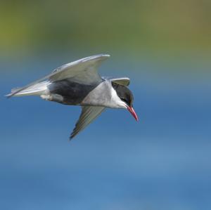 Whiskered Tern