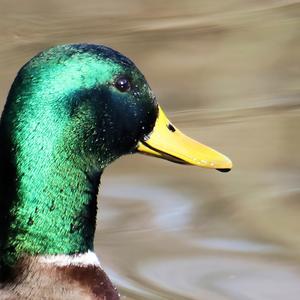 Mallard