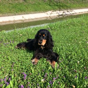 Spaniel (English Cocker)