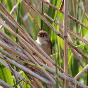 Eurasian Reed-warbler