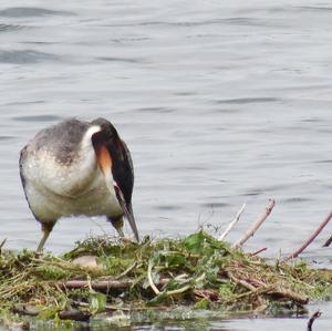 Great Crested Grebe