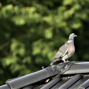 Common Wood-pigeon