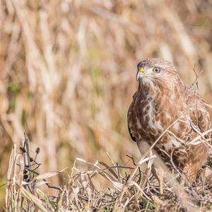 Mäusebussard