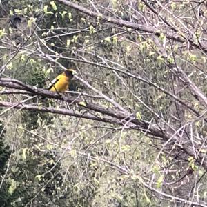 Evening Grosbeak