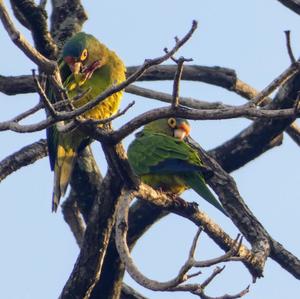 Orange-fronted Parakeet