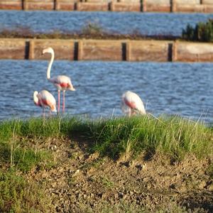 Greater Flamingo