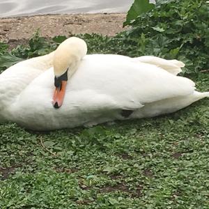 Mute Swan