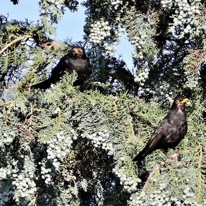 Eurasian Blackbird