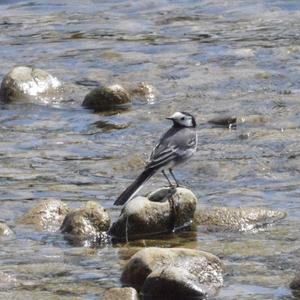 White Wagtail