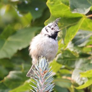 Crested Tit