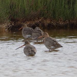 Black-tailed Godwit