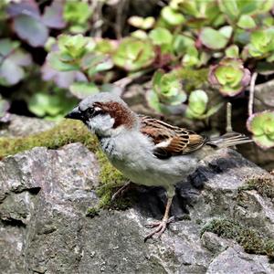 House Sparrow