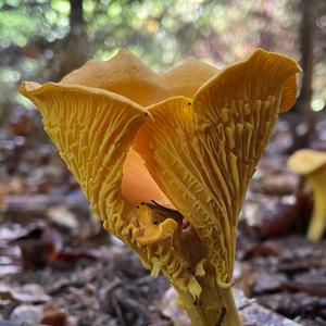 Chanterelle, Common